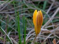 Crocus chrysanthus Östra kyrkogården, Malmö, Skåne, Sweden 20190225_0008