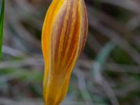 Crocus chrysanthus Östra kyrkogården, Malmö, Skåne, Sweden 20190225_0011