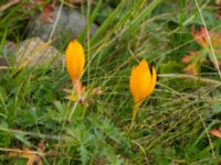 Crocus scharojanii Krasnaja Poljana, Krasnodar, Russia 20160908_0804