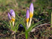 Crocus sieberi Limhamns kyrkogård, Malmö, Skåne, Sweden 20190222_0052