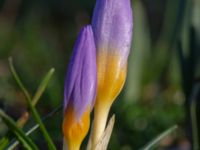 Crocus sieberi Limhamns kyrkogård, Malmö, Skåne, Sweden 20190222_0054