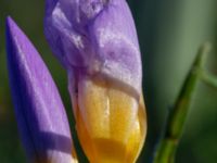 Crocus sieberi Limhamns kyrkogård, Malmö, Skåne, Sweden 20190222_0055