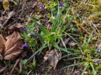 Crocus sieberi Norra Malmgatan, Grönhögen, Mörbylånga, Öland, Sweden 20160410_0151