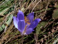 Crocus speciosus Ai Petri, Crimea, Russia 20150917_0147