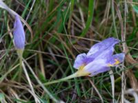 Crocus speciosus Gamla stenbrottet, Simrishamn, Skåne, Sweden 20161022_0017