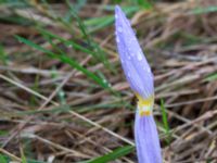 Crocus speciosus Gamla stenbrottet, Simrishamn, Skåne, Sweden 20161022_0018