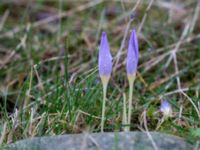 Crocus speciosus Gamla stenbrottet, Simrishamn, Skåne, Sweden 20161022_0021