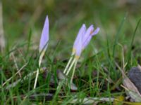 Crocus speciosus Gamla stenbrottet, Simrishamn, Skåne, Sweden 20161022_0022