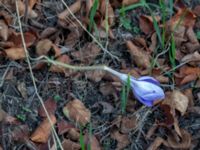 Crocus speciosus Gullviksgatan 11, Malmö, Skåne, Sweden 20201002_0033