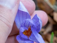 Crocus speciosus Gullviksgatan 11, Malmö, Skåne, Sweden 20201002_0034