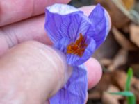 Crocus speciosus Gullviksgatan 11, Malmö, Skåne, Sweden 20201002_0035