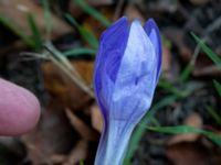 Crocus speciosus Gullviksgatan 11, Malmö, Skåne, Sweden 20201002_0036