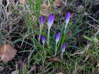 Crocus tommasinianus Östra kyrkogården, Malmö, Skåne, Sweden 20190225_0012