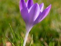 Crocus tommasinianus Afrikaparken, Bunkeflostrand, Malmö, Skåne, Sweden 20190224_0017