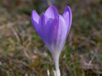 Crocus tommasinianus Djungelparken, Bunkeflostrand, Malmö, Skåne, Sweden 20210325_0010