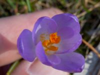 Crocus tommasinianus Djungelparken, Bunkeflostrand, Malmö, Skåne, Sweden 20210325_0013