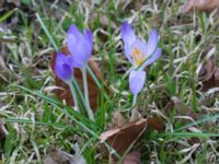 Crocus tommasinianus Kungsparken, Malmö, Skåne, Sweden 20150311_0029