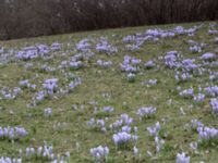 Crocus tommasinianus Slottsparken, Malmö, Skåne, Sweden 20150311_0038