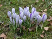 Crocus tommasinianus Slottsparken, Malmö, Skåne, Sweden 20150311_0039