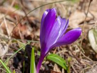 Crocus vernus 400 m NNO Brånebjär, Svedala, Skåne, Sweden 20180406_0023