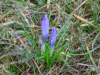 Crocus vernus Fredentorps begravningsområde, Lund, Skåne, Sweden 20240303_0012