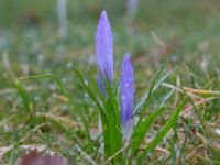 Crocus vernus Fredentorps begravningsområde, Lund, Skåne, Sweden 20240303_0015