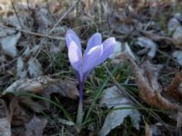 Crocus vernus Lilla kalkbrottet, Klagshamns udde, Malmö, Skåne, Sweden 20160401_0018