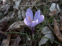 Crocus vernus Lilla kalkbrottet, Klagshamns udde, Malmö, Skåne, Sweden 20160401_0019