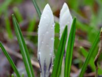 Crocus vernus Nybergs dunge, Bunkeflo strandängar, Malmö, Skåne, Sweden 20190316_0029