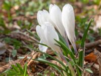 Crocus vernus Oscarshemsparken, Lund, Skåne, Sweden 20180410_0032