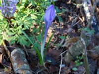 Crocus vernus Skogsby, Mörbylånga, Öland, Sweden 20160409_0136