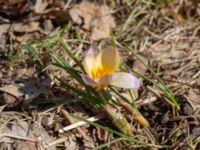 Crocus x hybridus 400 m NNO Brånebjär, Svedala, Skåne, Sweden 20180406_0014