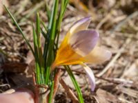 Crocus x hybridus 400 m NNO Brånebjär, Svedala, Skåne, Sweden 20180406_0016