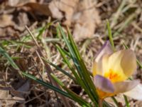 Crocus x hybridus 400 m NNO Brånebjär, Svedala, Skåne, Sweden 20180406_0018