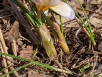 Crocus x hybridus 400 m NNO Brånebjär, Svedala, Skåne, Sweden 20180406_0019