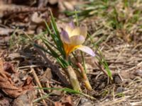 Crocus x hybridus 400 m NNO Brånebjär, Svedala, Skåne, Sweden 20180406_0020