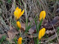 Crocus x stellaris Östra kyrkogården, Malmö, Skåne, Sweden 20190225_0013