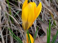 Crocus x stellaris Östra kyrkogården, Malmö, Skåne, Sweden 20190225_0014