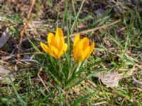 Crocus x stellaris Scoutstugan, Lernacken, Malmö, Skåne, Sweden 20240326_0147