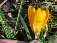 Crocus x stellaris Scoutstugan, Lernacken, Malmö, Skåne, Sweden 20240326_0150