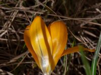 Crocus x stellaris Scoutstugan, Malmö, Skåne, Sweden 20210403_0031