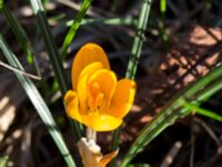 Crocus x stellaris Skjutbanan, Laenacken, Malmö, Skåne, Sweden 20170311_0047