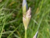 Iris florentina Skåre, Trelleborg, Skåne, Sweden 20240514_0002