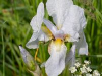 Iris florentina Skåre, Trelleborg, Skåne, Sweden 20240519_0059