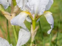 Iris florentina Skåre, Trelleborg, Skåne, Sweden 20240519_0062