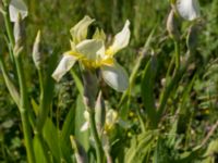 Iris germanica Klosterängshöjden, Lund, Skåne, Sweden 20150612_0028