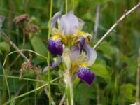 Iris germanica Lottagården, Krankesjön, Lund, Skåne, Sweden 20120609 229