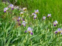 Iris germanica Nedfart Strandskogens bilskrot, Algustrum, Mörbylånga, Öland, Sweden 20190525_0167