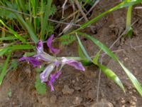 Iris graminea David Gareji Monastery, Kakheti, Georgia 20180429_2980