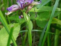 Iris graminea Scoutstugan, Bunkeflo strandängar, Malmö, Skåne, Sweden 20170611_0019